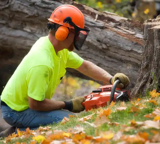 tree services Rocky Point